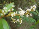 Miconia rubiginosa