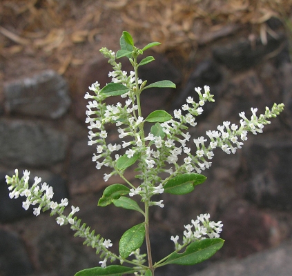 Aloysia gratissima