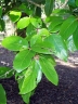 Gmelina fasciculiflora