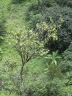 Antidesma platyphyllum