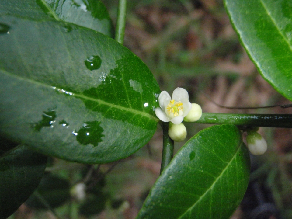 Severinia buxifolia