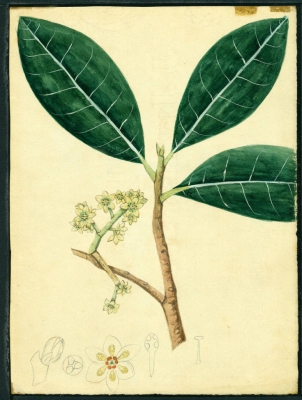 Ocotea moschata