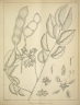 Pericopsis mooniana