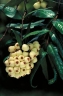 Syzygium wilsonii