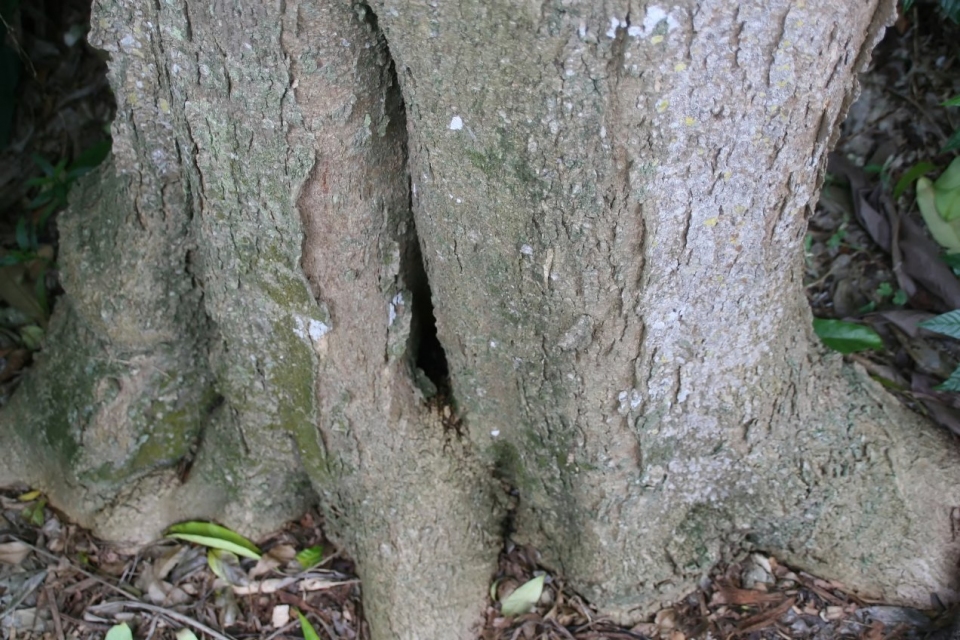 Tabernaemontana arborea
