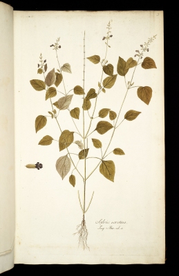 Salvia serotina