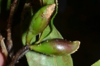 Xylopia quintasii