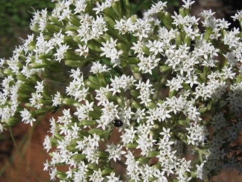 Stevia serrata