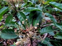 Elaeocarpus sepikanus