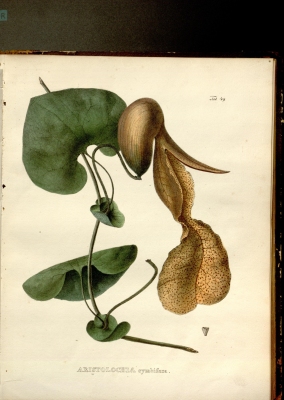 Aristolochia cymbifera