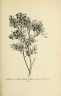 Juniperus barbadensis