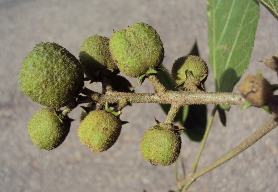 Croton caudatus