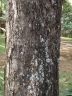 Pterocarpus acapulcensis