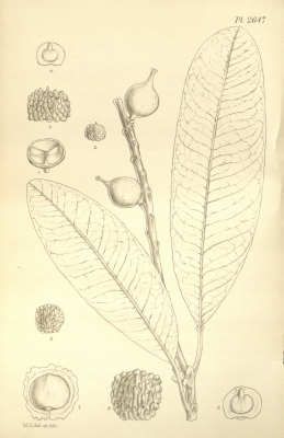 Sapium stylare