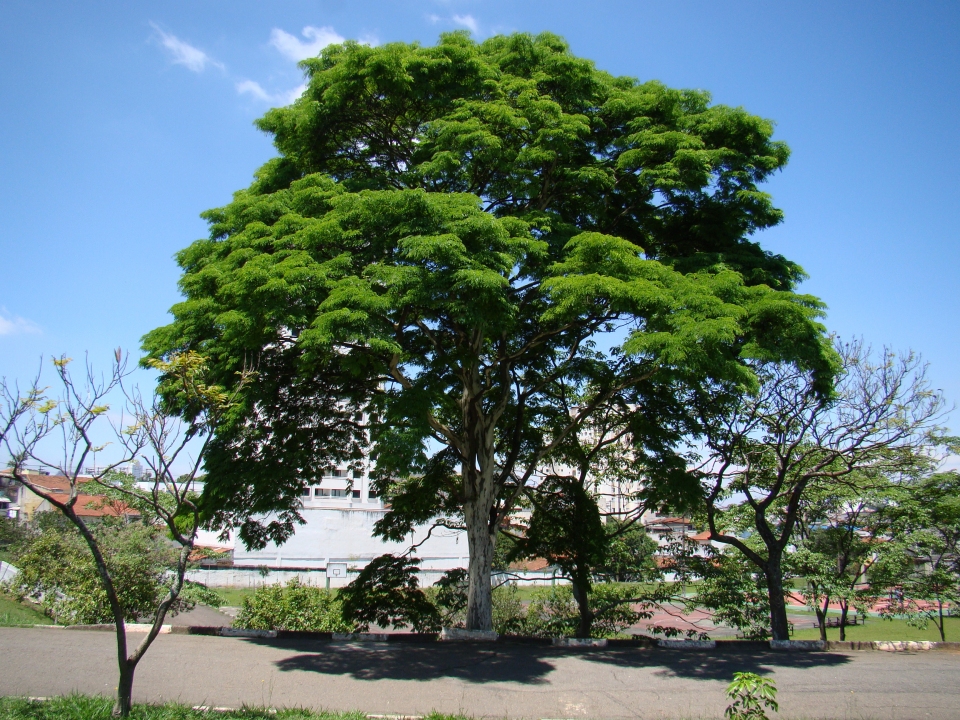 Caesalpinia ferrea