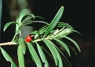 Podocarpus coriaceus