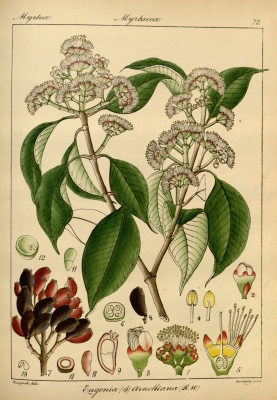 Syzygium densiflorum