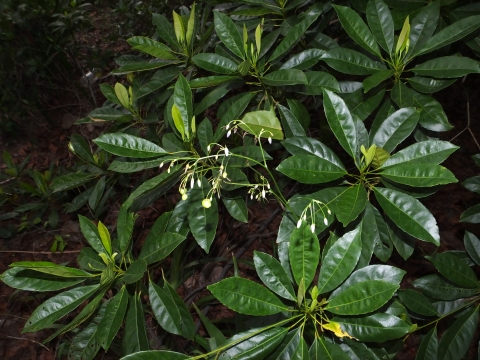Elaeocarpus pedunculatus