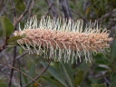 Grevillea gillivrayi