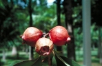 Syzygium suborbiculare