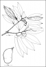 Hymenaea oblongifolia