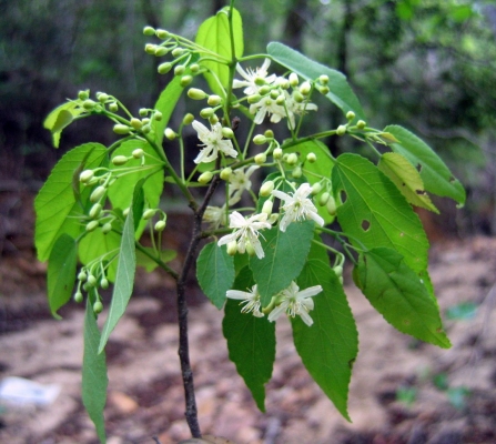 Grewia triflora