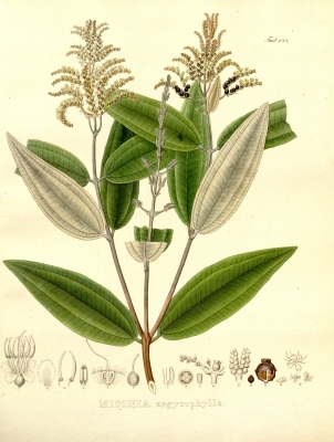 Miconia argyrophylla