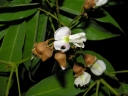 Ormosia panamensis