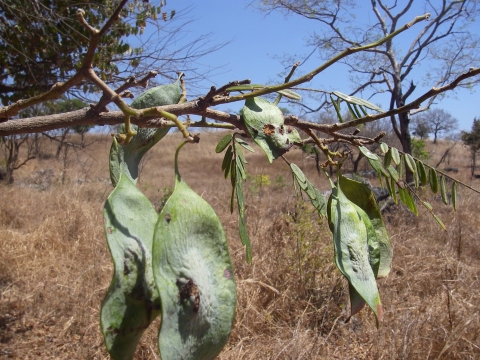 Dalbergia chlorocarpa