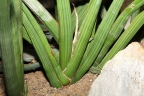 Sansevieria pearsonii