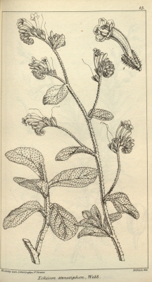 Echium stenosiphon