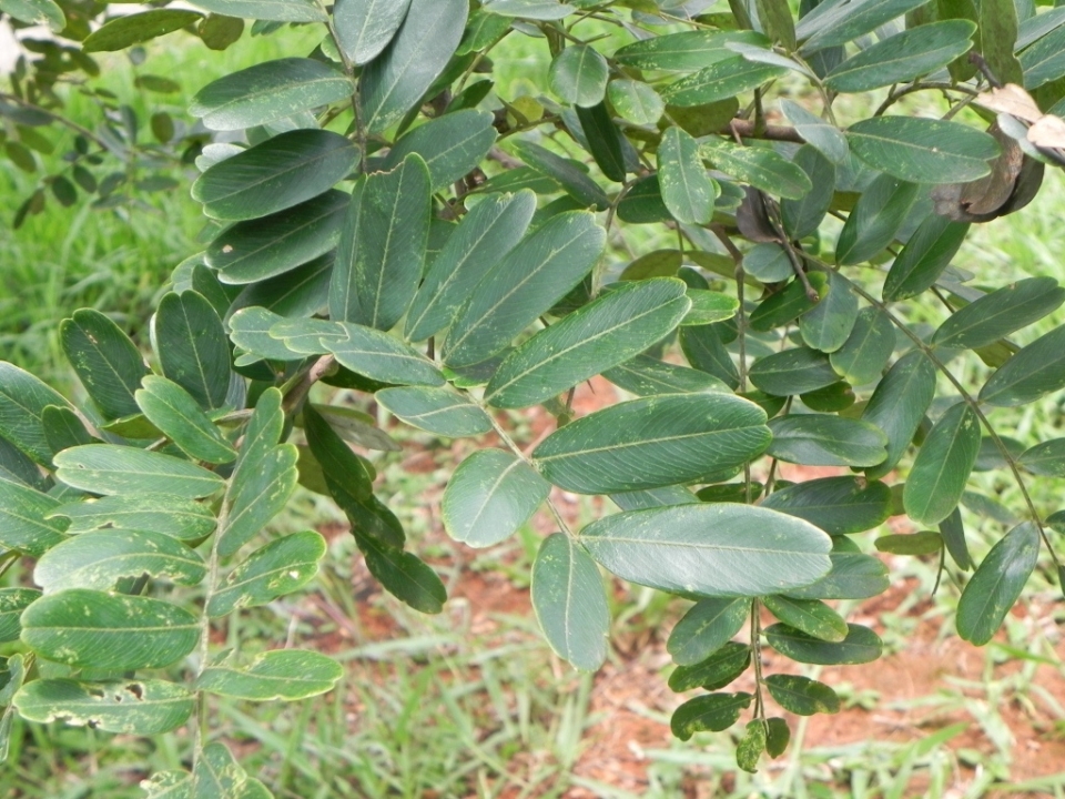 Platypodium elegans