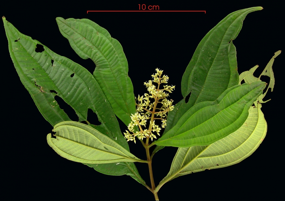 Miconia affinis