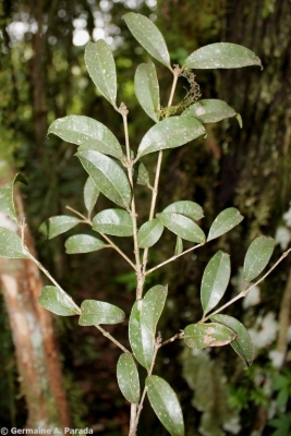 Myrcianthes mato