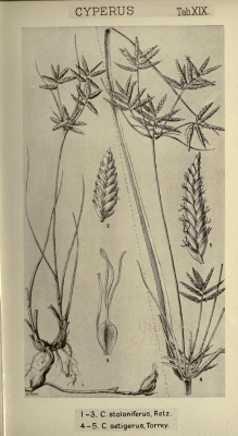 Cyperus stoloniferus