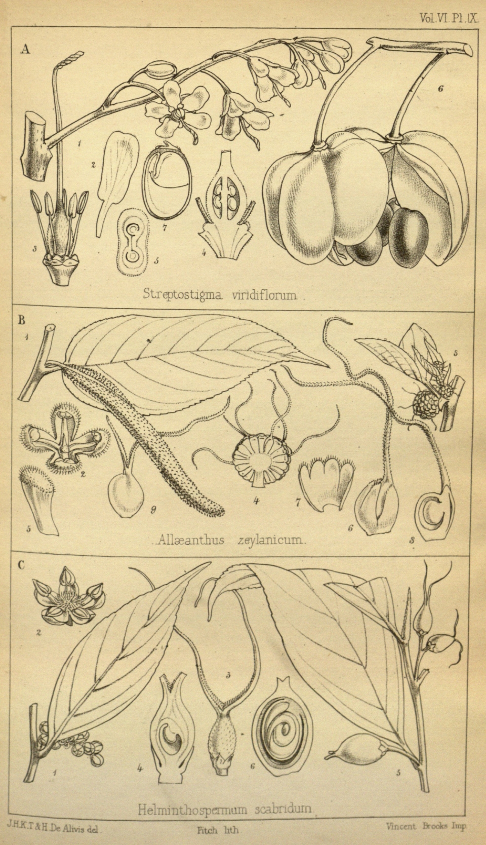 Broussonetia zeylanica