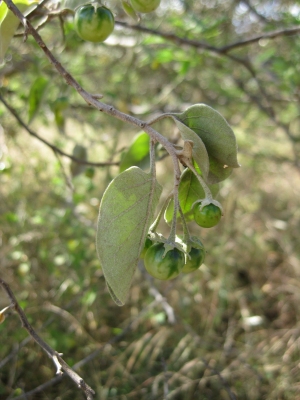 Solanum somalense