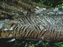 Artocarpus elasticus