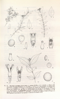 Strychnos myrtoides