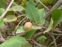 Neocarya macrophylla