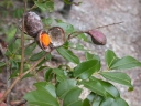 Copaifera reticulata