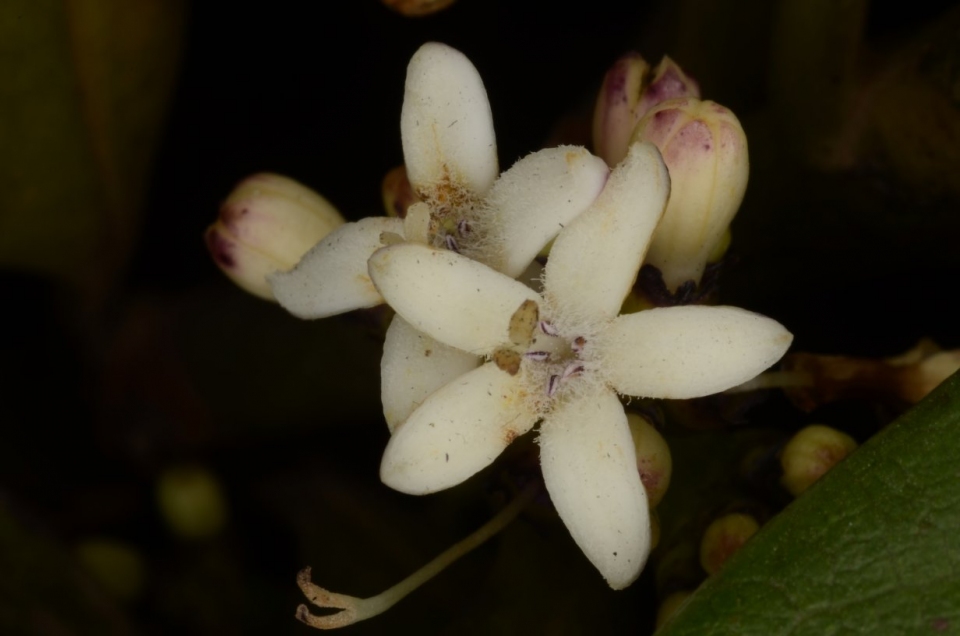 Craterispermum laurinum