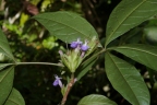 Vitex triflora