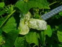 Cyclanthera brachystachya