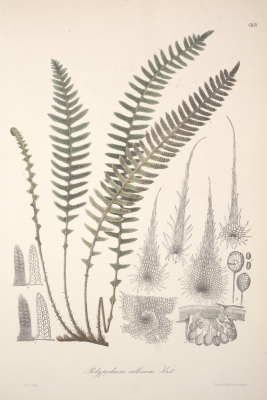 Polypodium fimbriatum