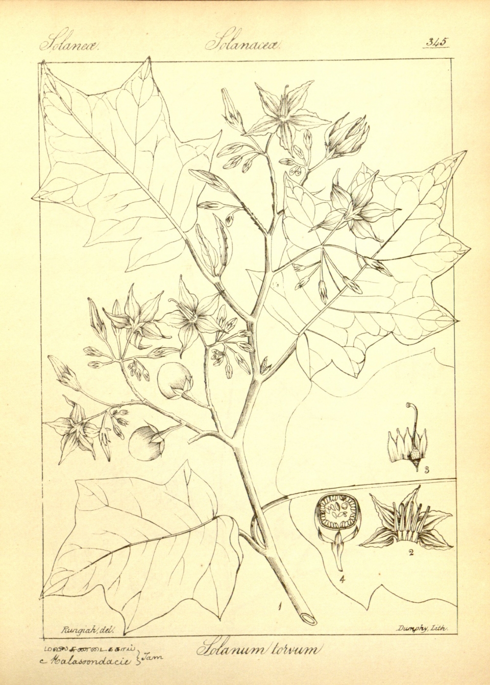 Solanum rudepannum