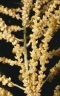 Ravenea sambiranensis