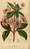 Impatiens platypetala