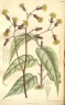 Gynura procumbens