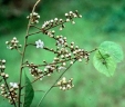 Neuropeltis acuminata